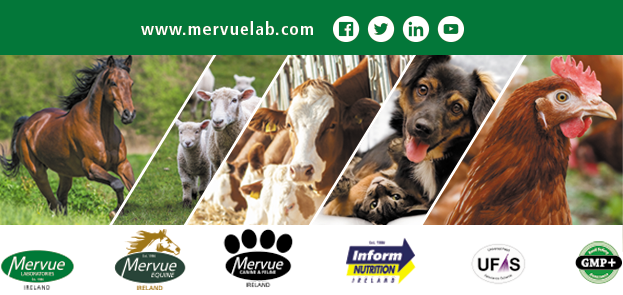 This image has an empty alt attribute; its file name is mervue-animal-logo.png