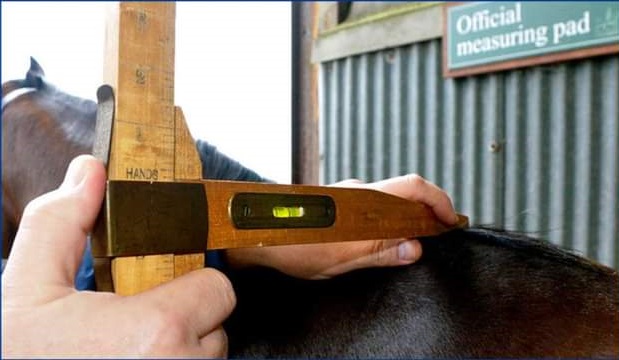 Pony Measuring Mullingar 22nd March